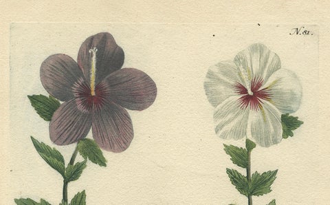 Antique Botanical Engraving of Tree Mallow Flowers, Weinmann, 1737, close-up 2