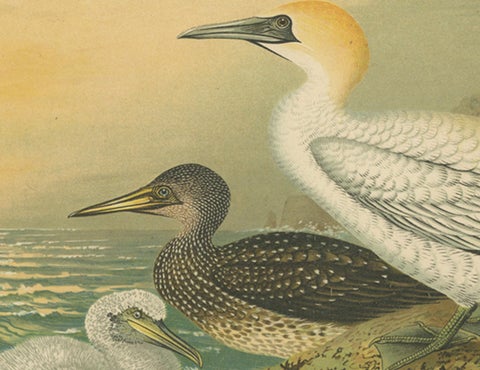 Antique Bird Print of Northern Gannets on Cliffside at Sunset, 19th Century, close-up 1