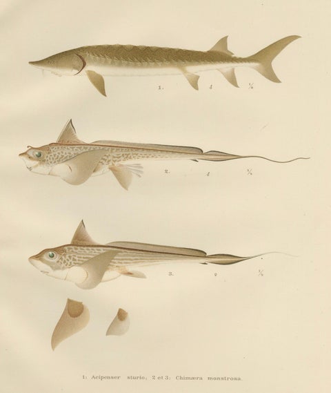 Scandinavian Sturgeon and Chimaera Lithograph from Pisces Scandinaviae Series, close-up 8