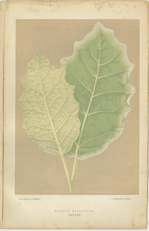 Vintage Botanical Elegance: A Study of Leaves and Patterns, Published in 1880, view 4
