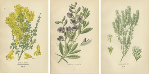 Blossoms of Elegance: A Triptych of 1896 Botanical Art, view 5