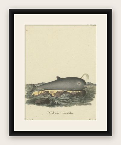 Northern Bottlenose Whale: Classic 18th Century Scientific Illustration, 1775, shown framed