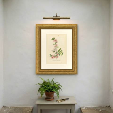 Double Flowering Peach Japonica Stellata, Amygdalus Persica, 1859, shown framed on a wall