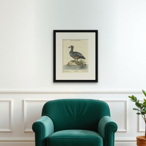 Hand-Colored Engraving of the Dark and Spotted Duck by Seligmann, ca.1770, shown framed on a wall