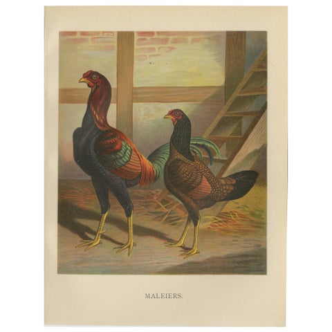 The Striking Malay Chicken - A Rare 19th Century Poultry Lithograph
