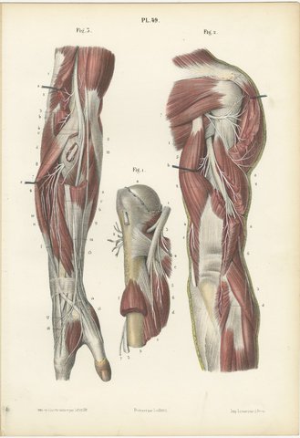 Nerves of the Shoulder and Elbow, Antique Hirschfeld Anatomy Print, 1866, view 2