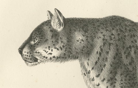 19th-Century Lithograph of the Jaguar, Also Known as the American Tiger, close-up 2