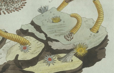 Original Antique Print of Marine Worms and Polyps by Bertuch, 1805, close-up 3