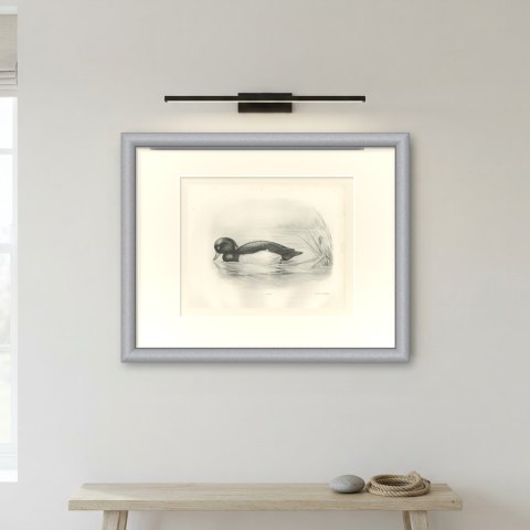 Tufted Duck Drake Feeding near Reeds after Lilian Medland, c. 1909, shown framed on a wall