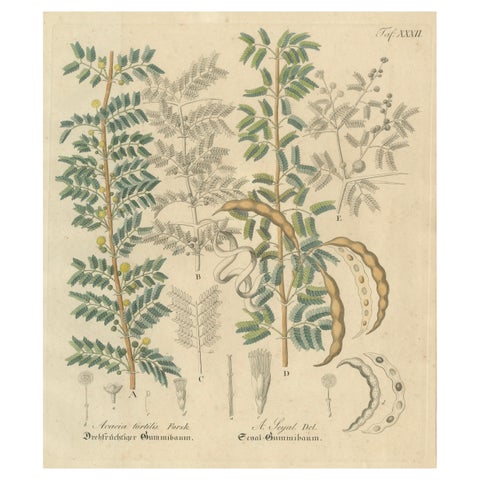 Antique Gum Arabic Botanical Print, Acacia Tortilis & Acacia Seyal, c.1831