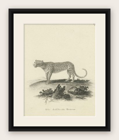 Antique Engraving of a Leopard, Drawn by Ihle and Engraved by Bock, c.1800, shown framed