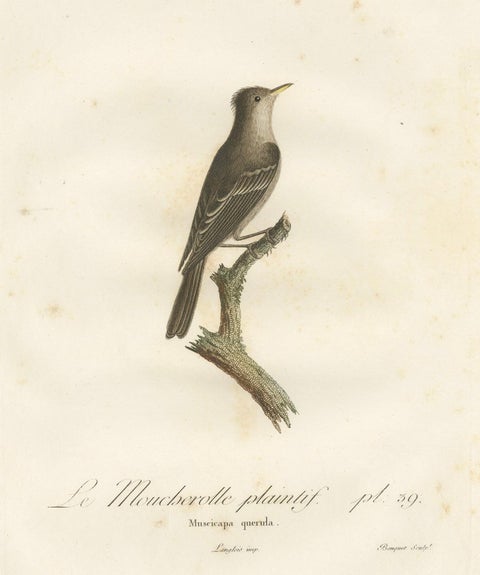 Large Antique Bird Print of an Eastern Wood Pewee, close-up 2