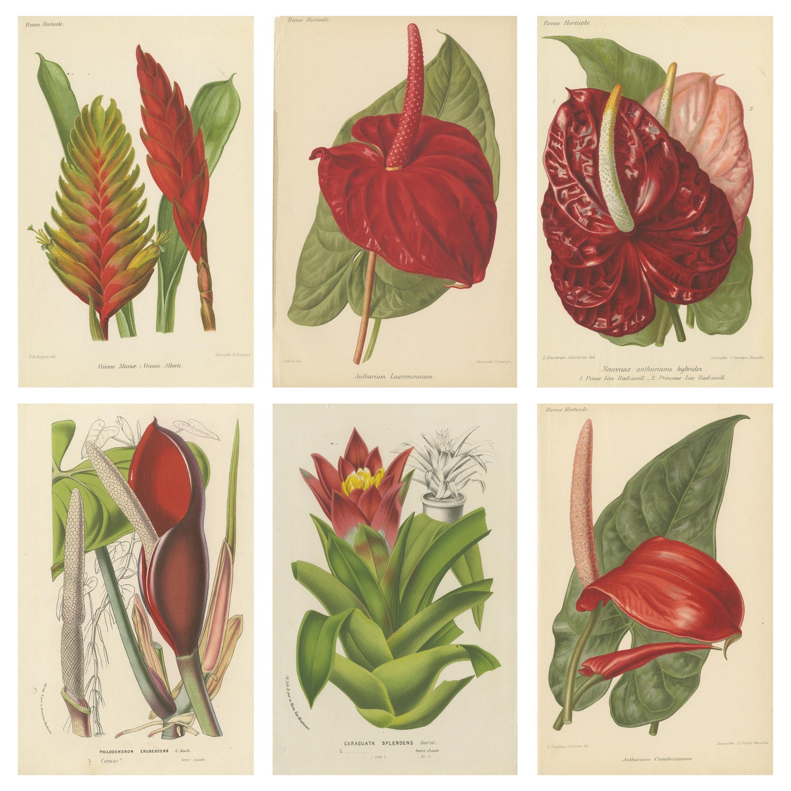 Exquisite Flora: A Chromolithographic Collection from the Revue Horticole, 1855