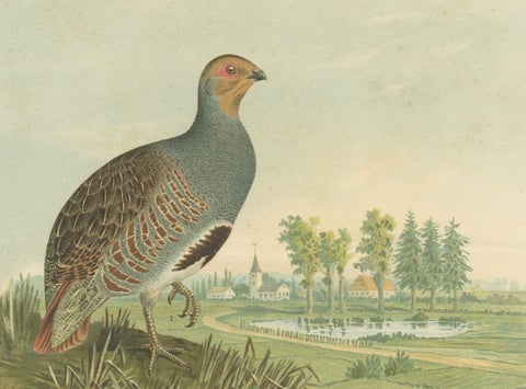 Partridges in Rural Landscape, Antique 19th Century Bird Chromolithograph, close-up 2