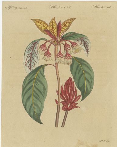 Flowering Shrub with Red Blossom, Antique Bertuch Print, circa 1815