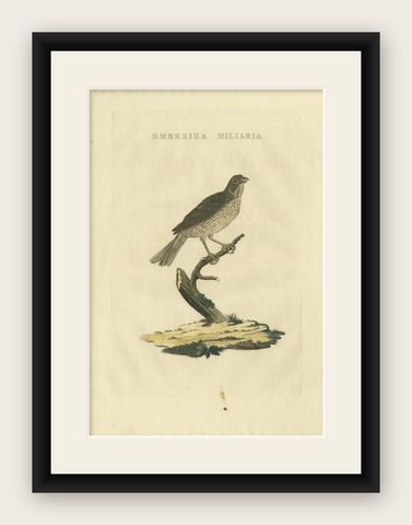 Antique Bird Print of the Corn Bunting by Sepp & Nozeman, 1829, shown framed
