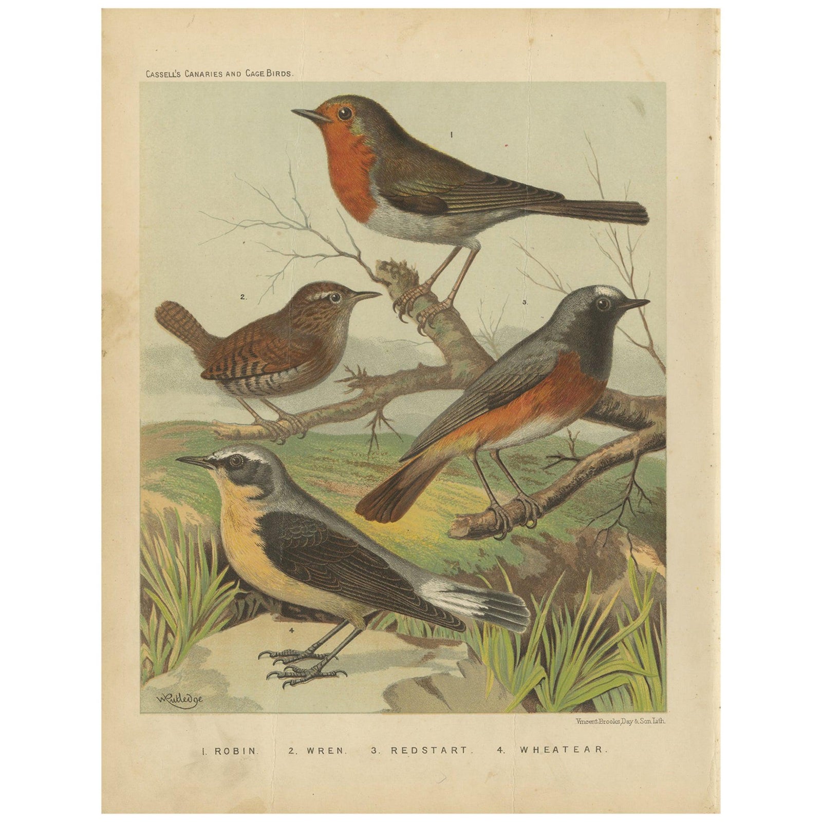 Antique Bird Print of the Robin, Wren, Redstart and Wheatear, circa 1880