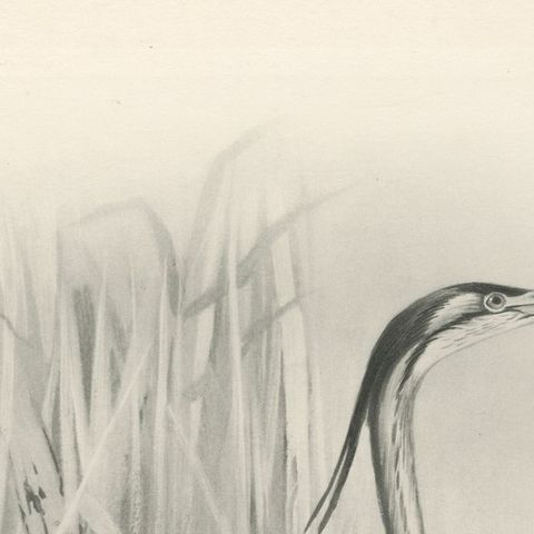 Grey Heron at the Water, Antique Bird Print after Lilian Medland, circa 1909, close-up 2