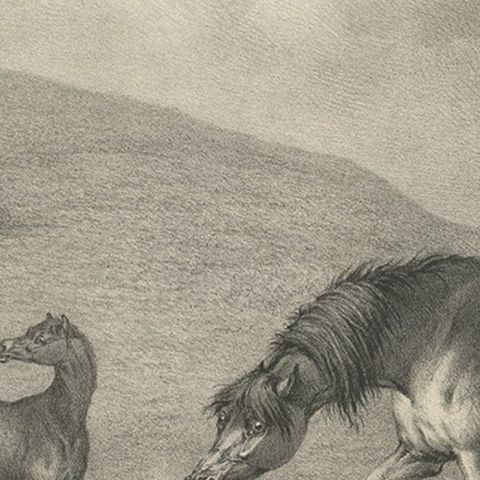 Original Antique Lithograph of a Horse Showing the Passion 'Affection', 1827, close-up 2