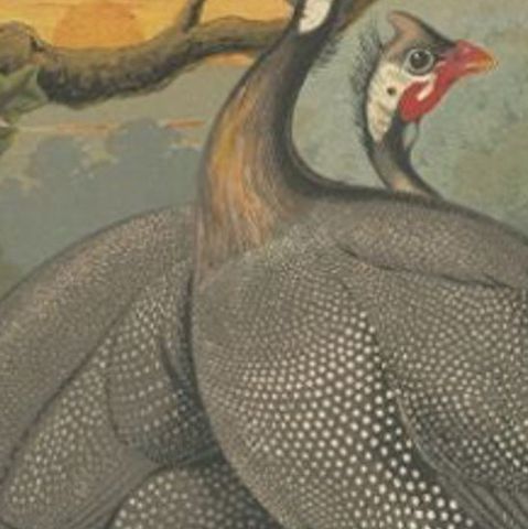 Original Antique Print of a Guineafowl Bird, c.1880, close-up 2