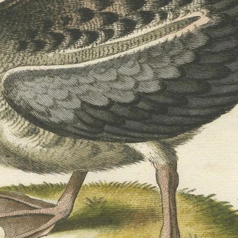 Der Albatros - Hand-Colored Engraving of the Albatross by Johann Seligmann, 1770, close-up 6