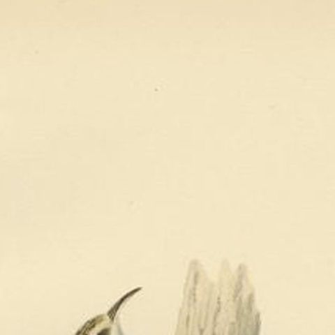 Antique Bird Print of the Eurasian Treecreeper, 1927, close-up 1