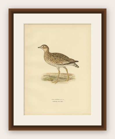 Antique Bird Print of the Little Bustard by Von Wright, 1929, shown framed