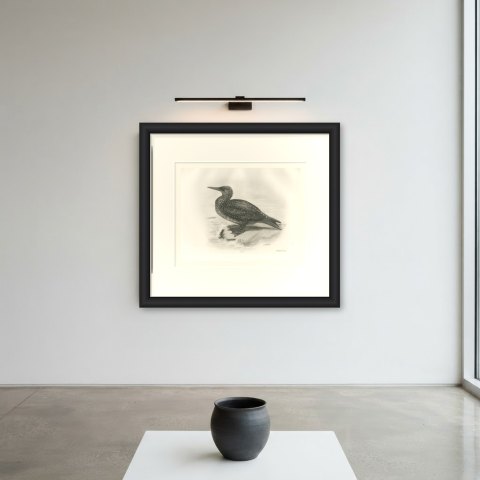 Young Gannet in Speckled Juvenile Plumage after Lilian Medland, c. 1909, shown framed on a wall