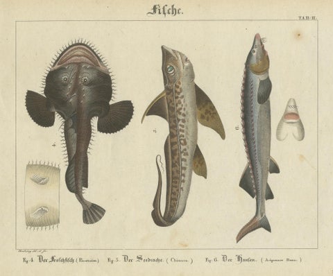Antique Fish Prints, Engraved Plates of Rare Species, Hand-Colored, c.1821, close-up 1