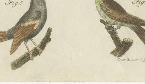 Royal Flycatcher and Bee-eaters, Antique Bertuch Print, Vienna, circa 1805, close-up 2