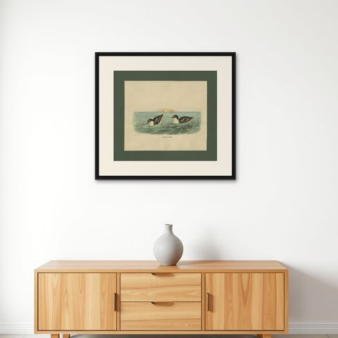Antique Bird Print of Least Auk made after D.G. Elliot, 1869, shown framed on a wall