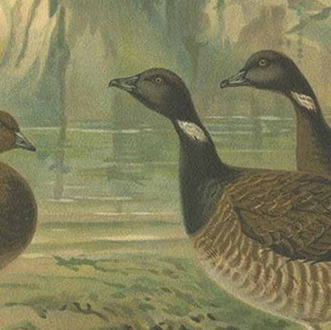Antique Bird Print of the Brant by Naumann, circa 1895, close-up 2
