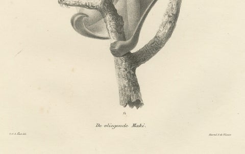 The Flying Lemur (Colugo) Lithograph by C.C. Last, 1836, close-up 1