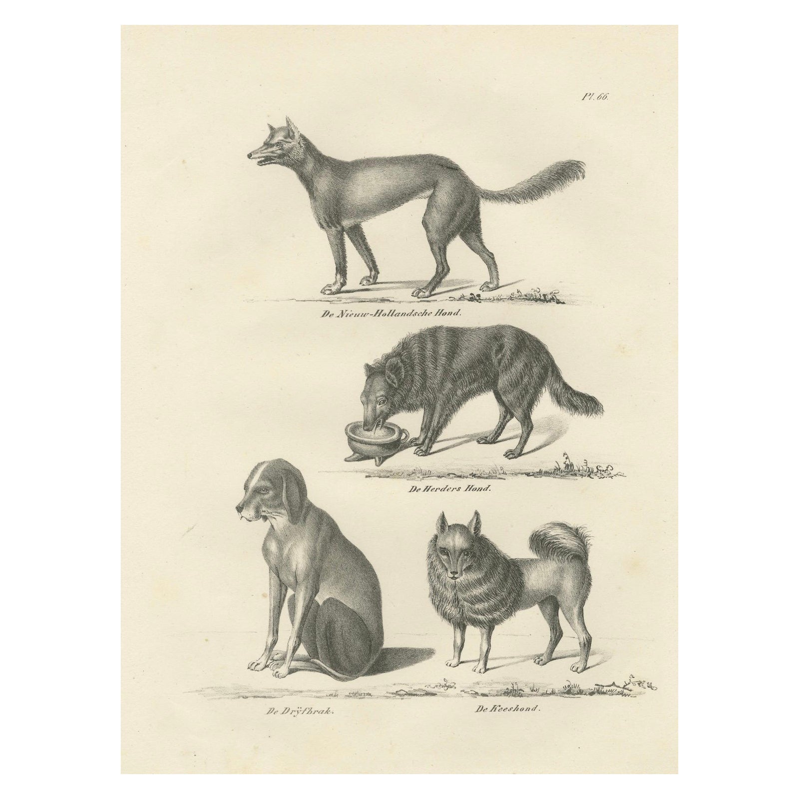 19th-Century Lithograph of Wild and Domestic Dogs, Including the Dingo and Spitz