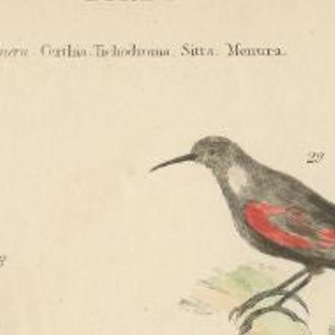 Antique Bird Print of the Creeper and Other Birds, C.1860, close-up 1