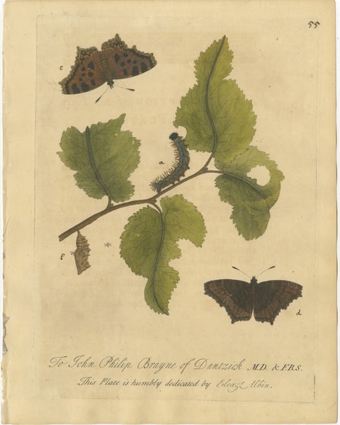 Butterfly, Caterpillar & Chrysalis on Leaves, Albin Hand-Colored Engraving 1720, view 2