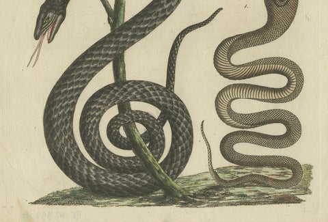 Antique Handcolored Engraving of Snakes and Amphibians, c.1800, close-up 4