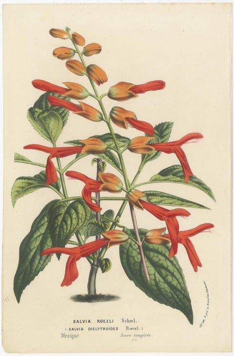 Vivid Visions: Roezl's Sage and Red Hot Poker in Botanical Art, circa 1875, view 2