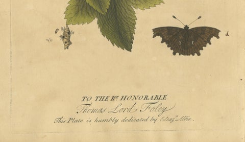 Butterfly Life Cycle on Leafy Branch, Albin Hand-Colored Engraving, 1720, close-up 4