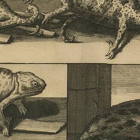 Antique Engraving of Chameleons and Rodents, Circa 1700, close-up 2