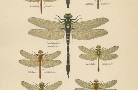 Set of Three Dragonfly & Damselfly Lithographs by Richard Tümpel, 1908, close-up 6