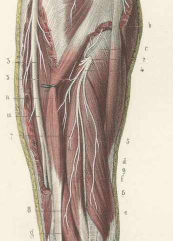 Nerves of the Whole Upper Limb, Antique Hirschfeld Anatomy Print, 1866, view 4