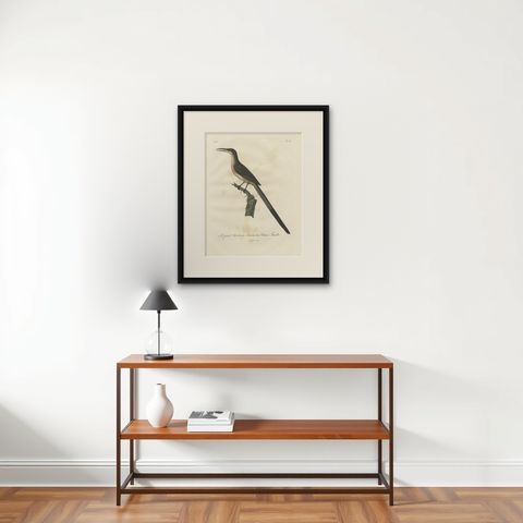 Beautiful Hand-Colored Antique Print of a Cape Sugarbird 'Promerops Cafer', 1810, shown framed on a wall