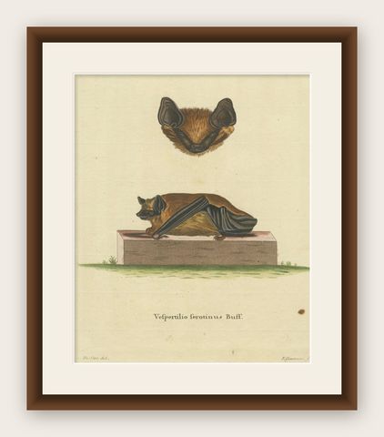 Elegance in Shadow: The Asian Parti-Colored Bat Engraved, 1775, shown framed