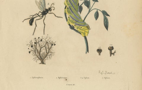 Pair of French Sphinx Moth Engravings by Duméril & Guérin, 1835, close-up 1