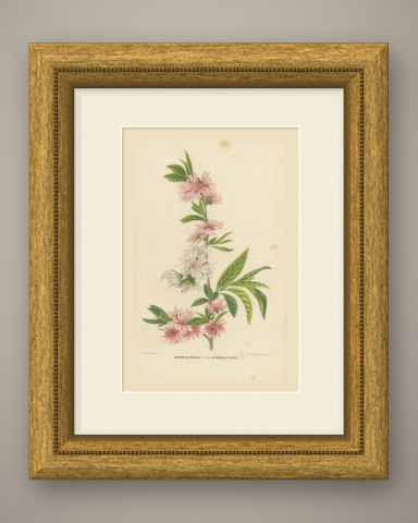 Double Flowering Peach Japonica Stellata, Amygdalus Persica, 1859, shown framed