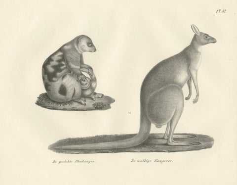 19th-Century Lithograph of a Spotted Phalanger and Woolly Kangaroo of Australia, close-up 4