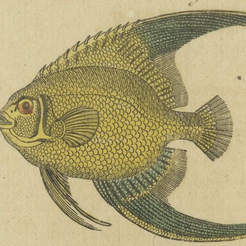 Angelfish, Butterflyfish and Moorish Idol, Antique Bertuch Print, circa 1805, close-up 3