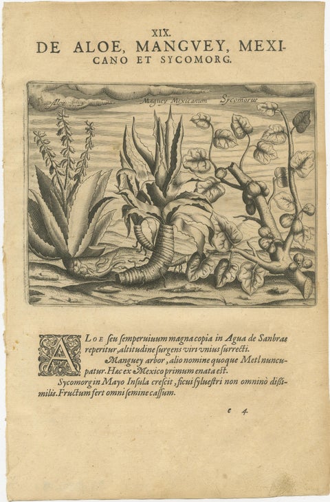 De Bry Botanical Engravings, Cinnamon, Aloe & Aromatic Plants, c.1598, view 4