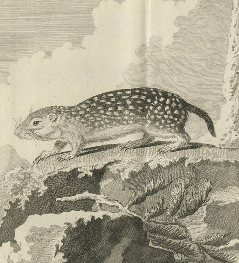 Pl. 24 Antique Print of a Rodent Species by Buffon 'circa 1770', view 2